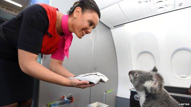 Illustration for article titled These Koalas Don't Give a Shit About Traveling First Class